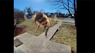 https://www.lynkservers.com/_main/videos/lynktube/s1_136/beeimage.jpg